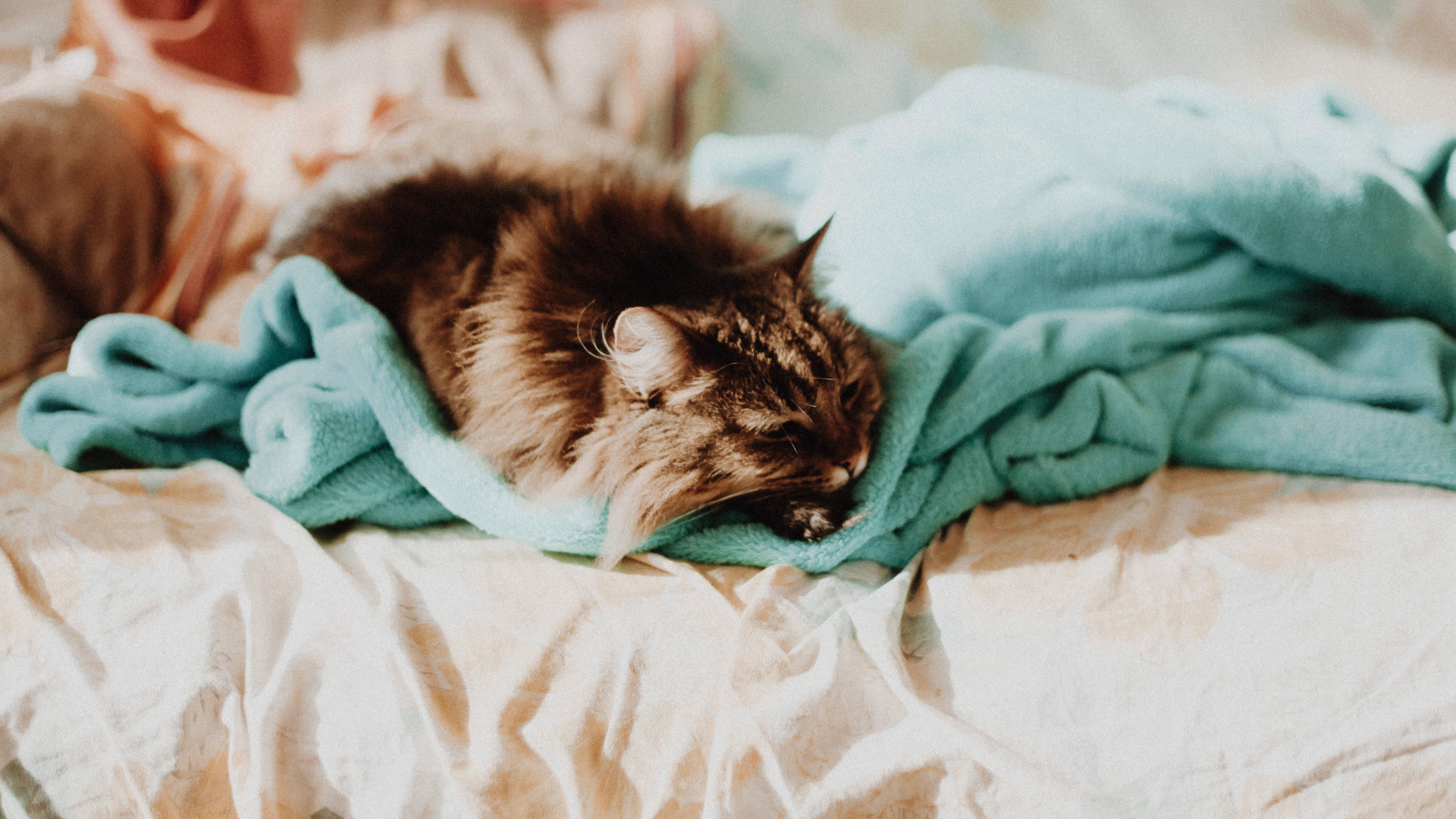 Cat enjoying in-home sitting services in Brighton & Hove by Cat Nip In