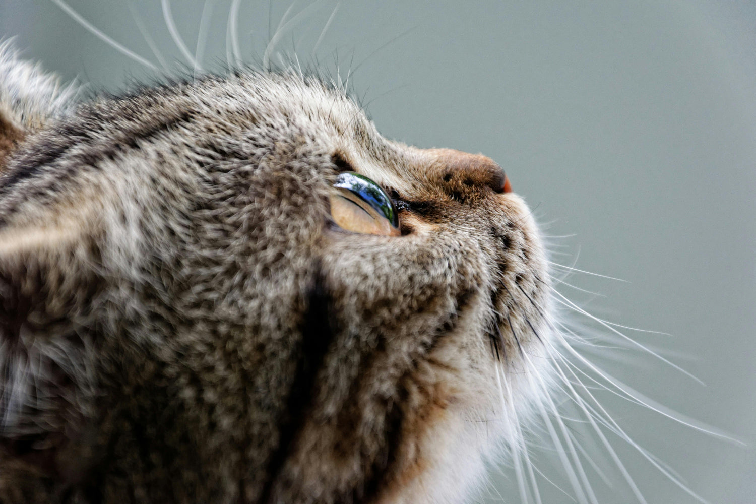 cat-sitter-meeting-cat-brighton-hove