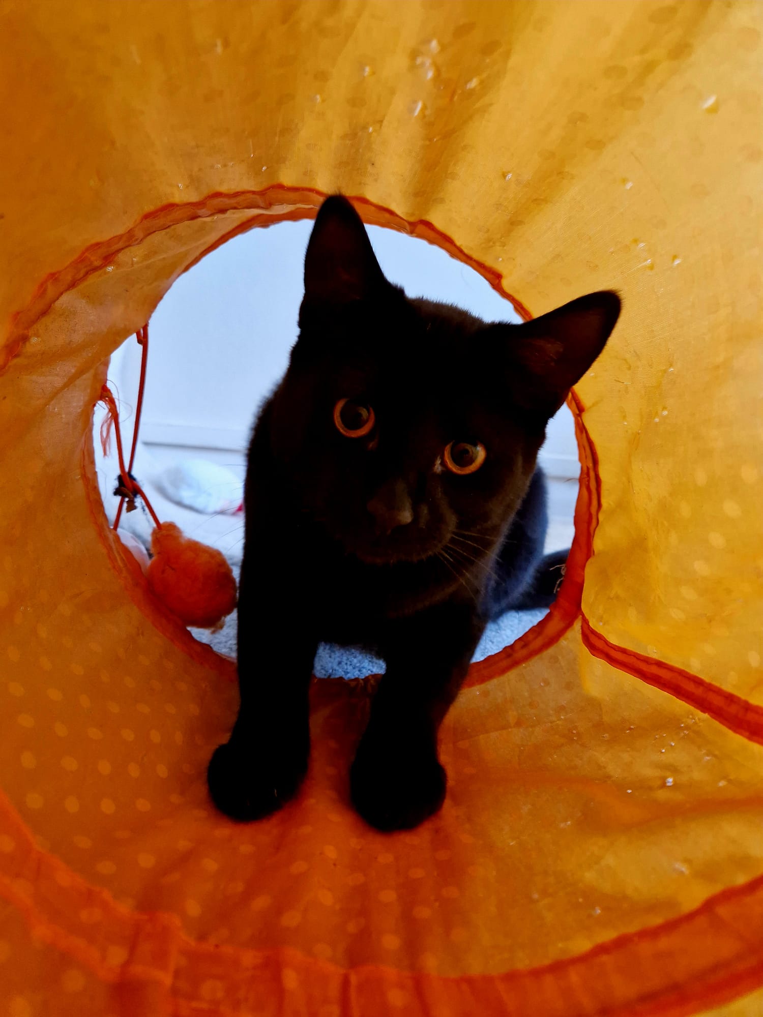 Black cat playing in an orange tube