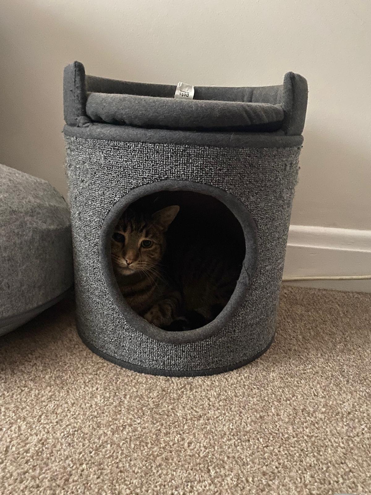 Happy cat hiding away