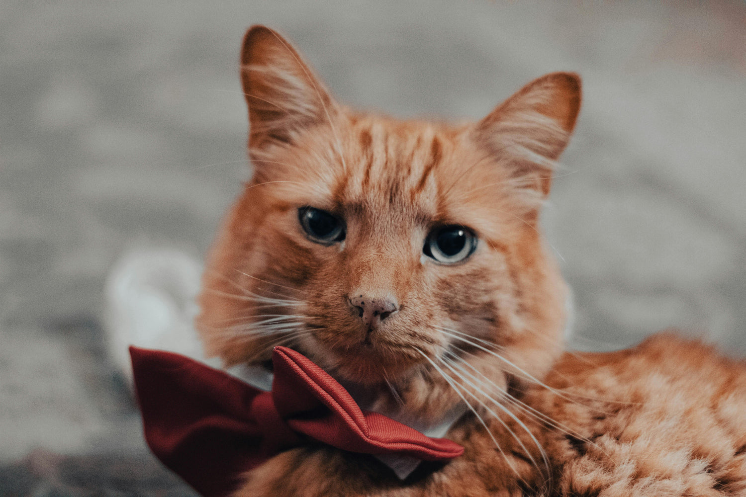 Cat wearing red bow tie