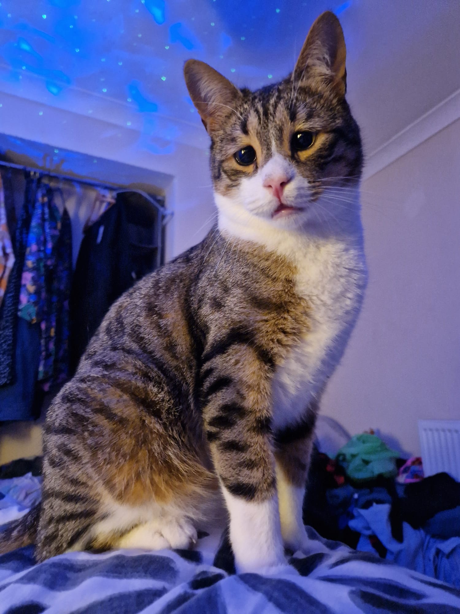 Cat sitting enjoying Cat Nip In's cat sitting services