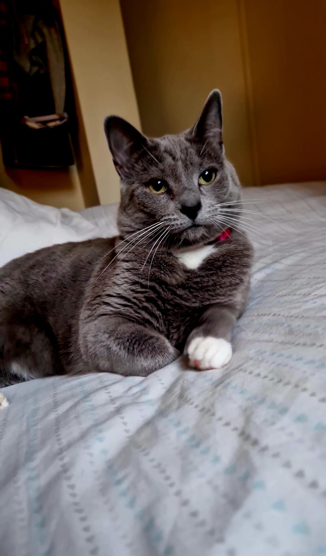 Happy cats and satisfied guardians reviews for Cat Nip In in Brighton