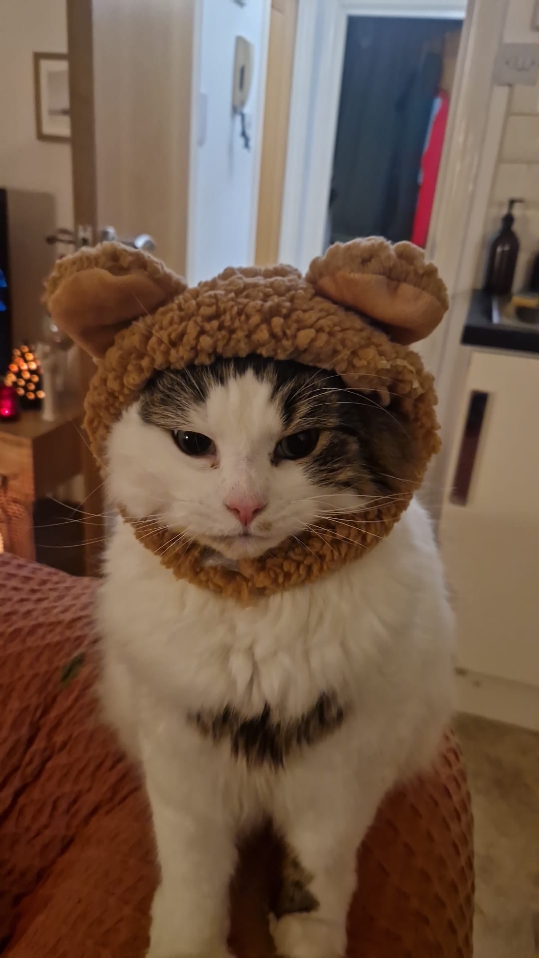 Black and white cat in a hat enjoying personalised care with Cat Nip In