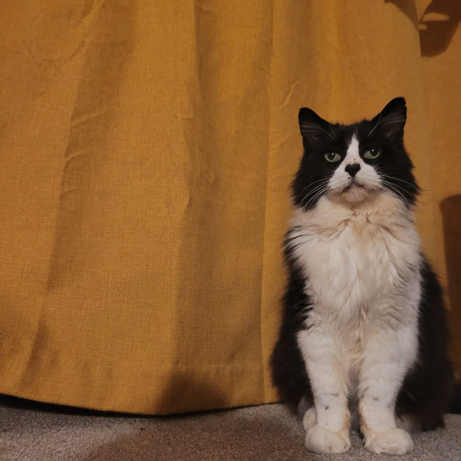 Black and white cat enjoying personalised care with Cat Nip In