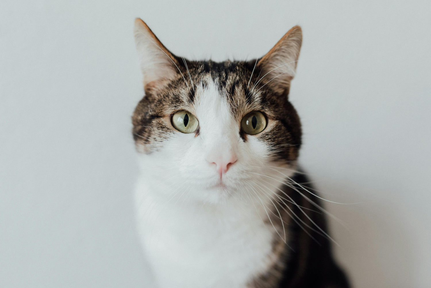 returning-customer-cat-sitting-booking-brighton-hove-catnipin
