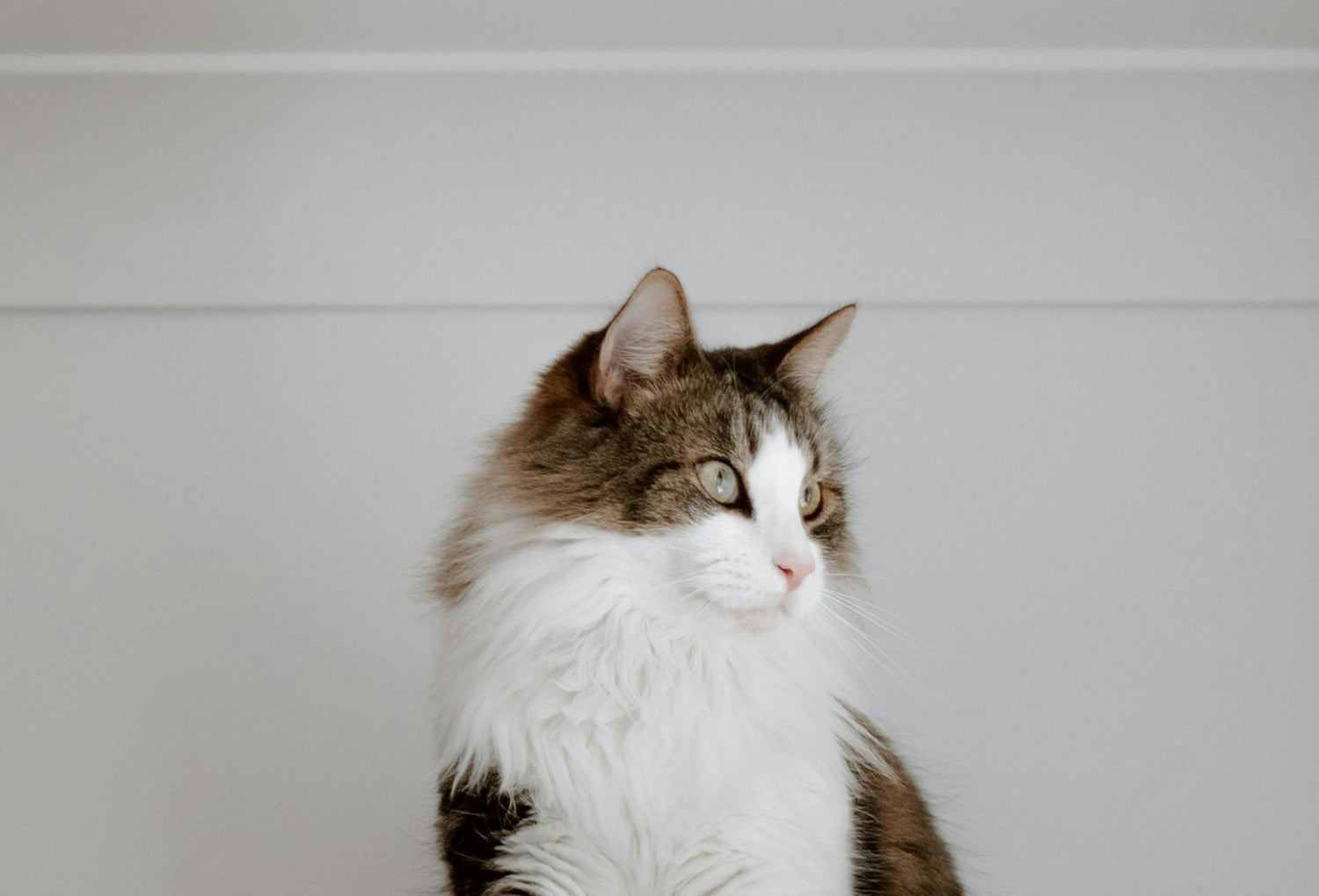 tailored-cat-sitting-services-brighton-hove-catnipin
