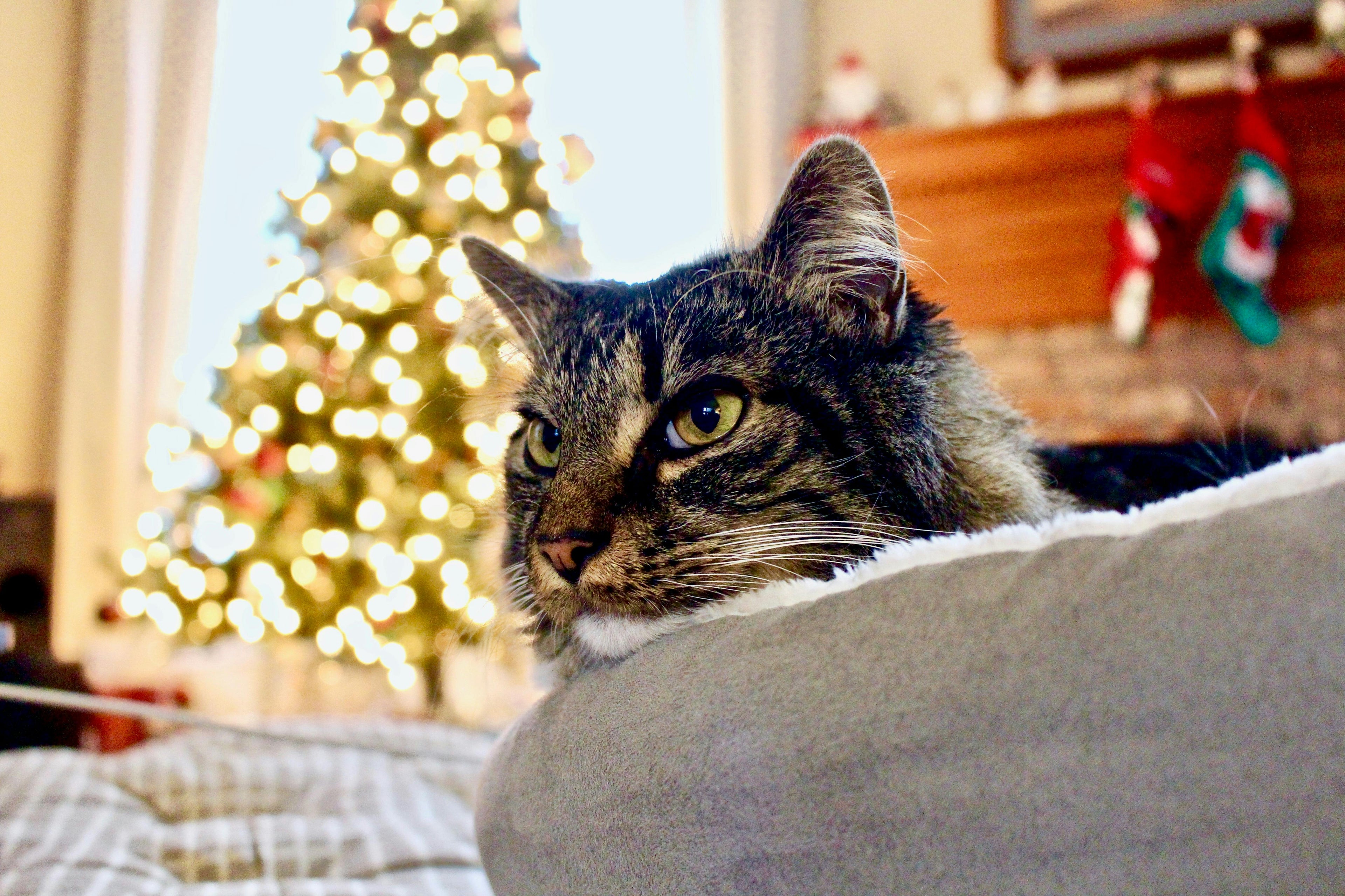 Cat enjoying festive in-home sitting services in Brighton & Hove by Cat Nip In