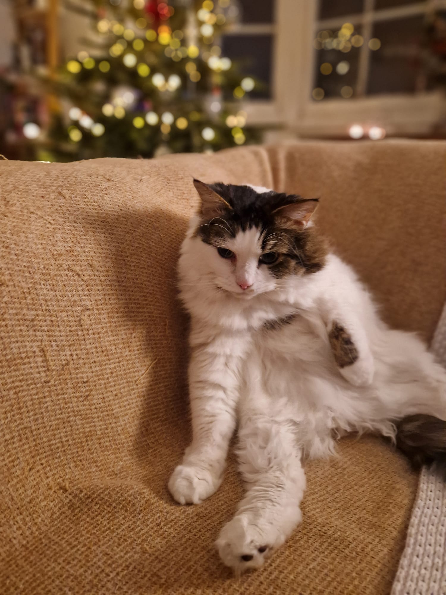 Cat receiving care during Christmas Day visit by Cat Nip In in Brighton & Hove