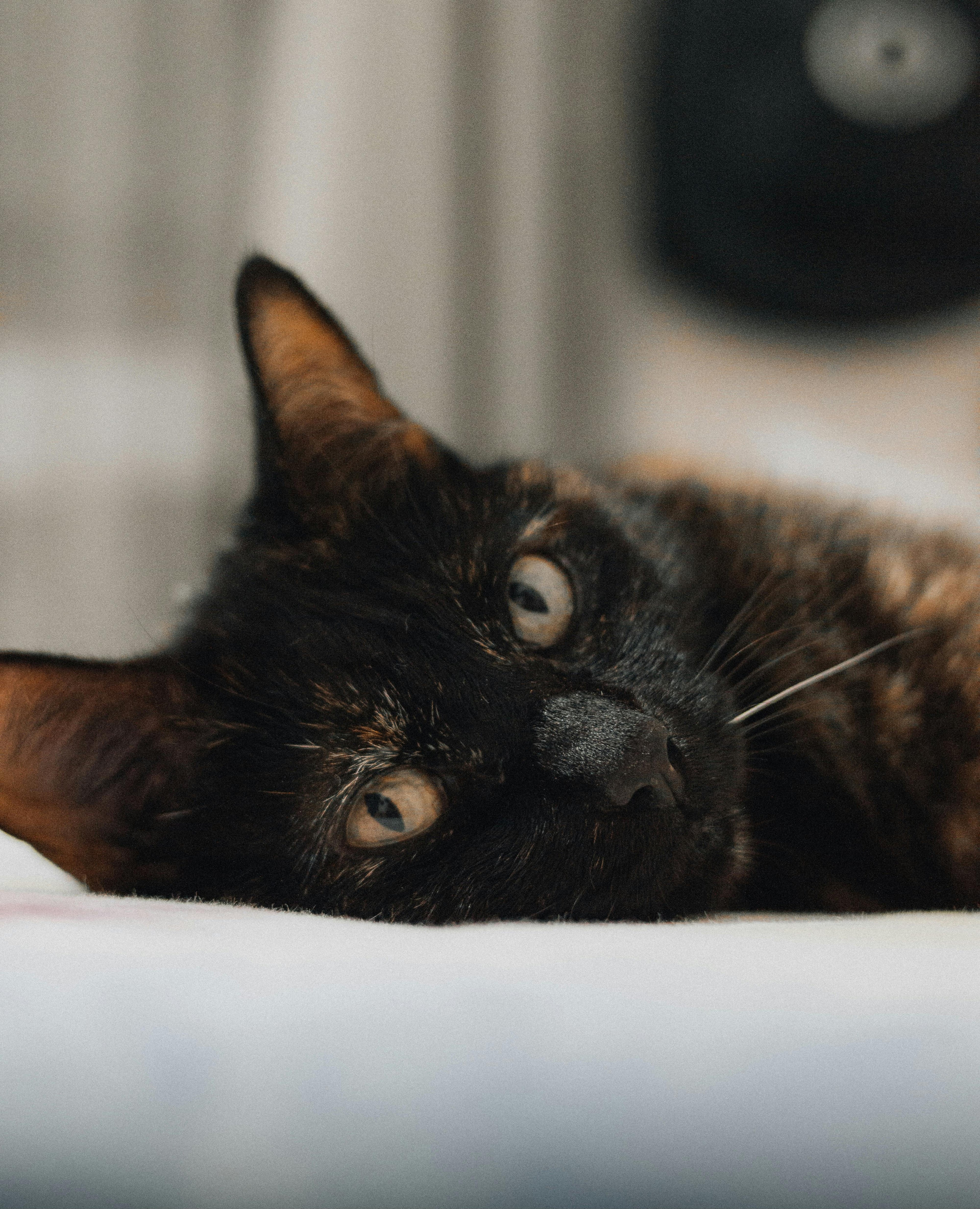 Happy cats and satisfied guardians reviews for Cat Nip In in Brighton