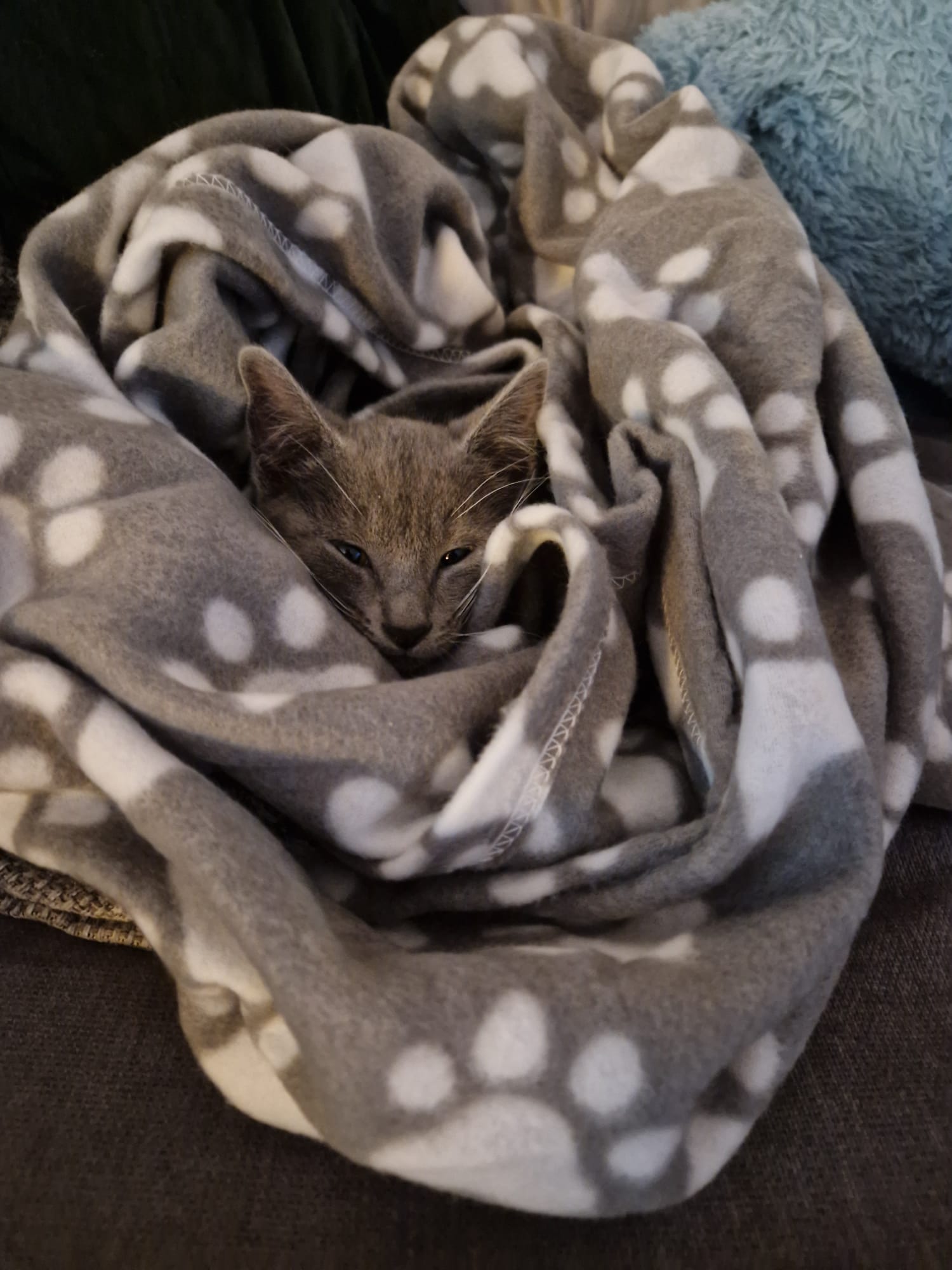 happy-cat-owner-testimonial-brighton-hove-cat-sitting-brighton-hove
