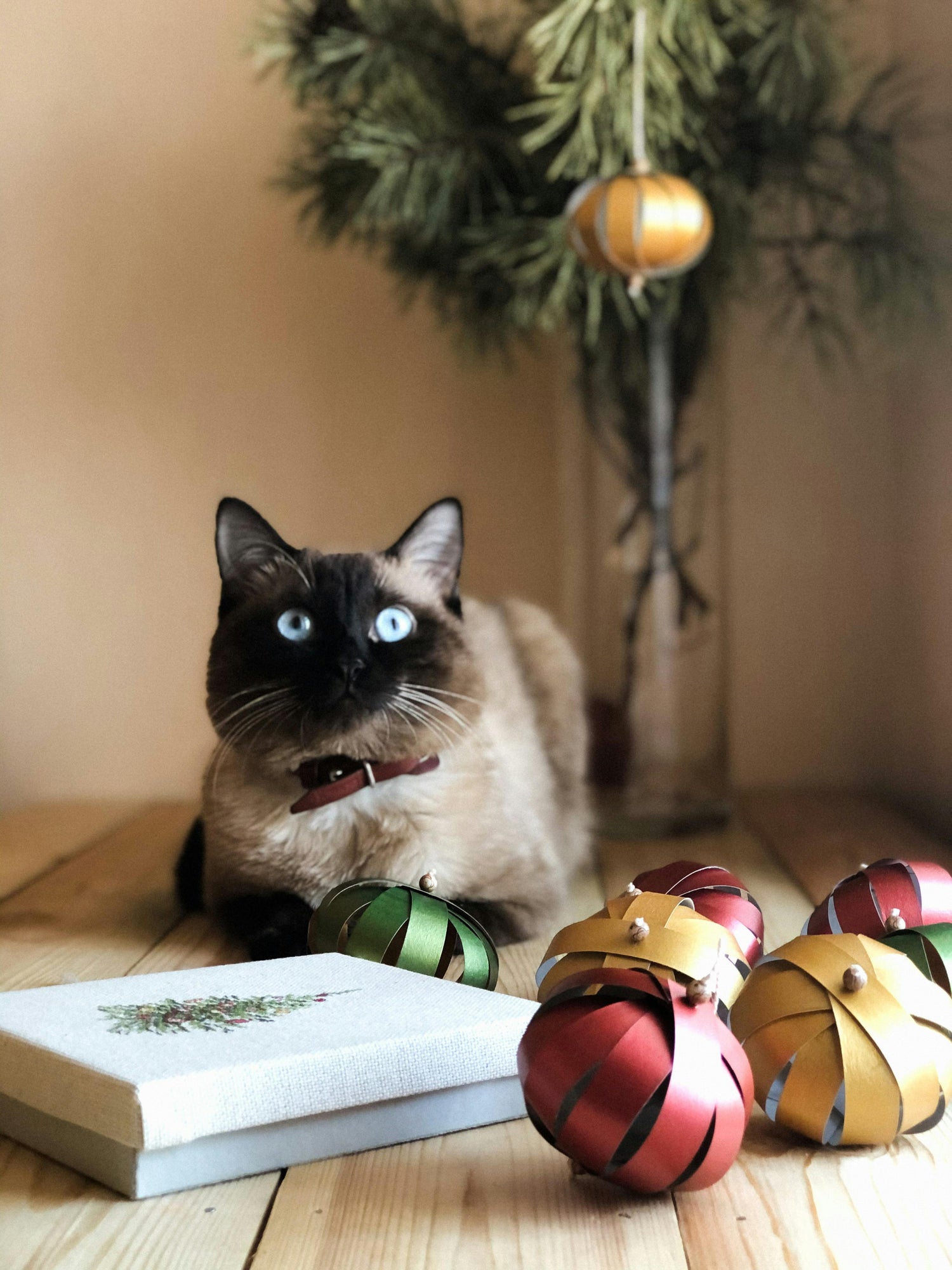 christmas-cat-sitting-service