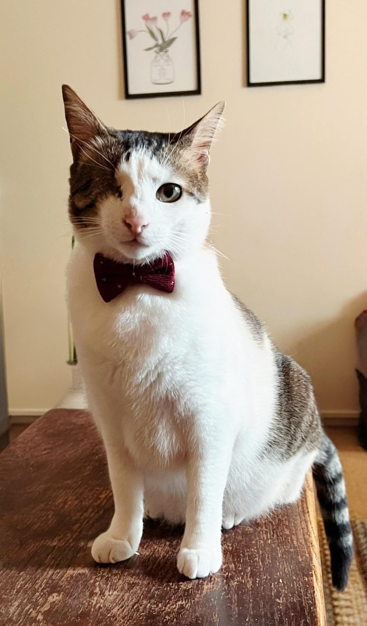 Cat being fed and cared for by Cat Nip Happy cat reviewed Cat Nip In's cat sitting services