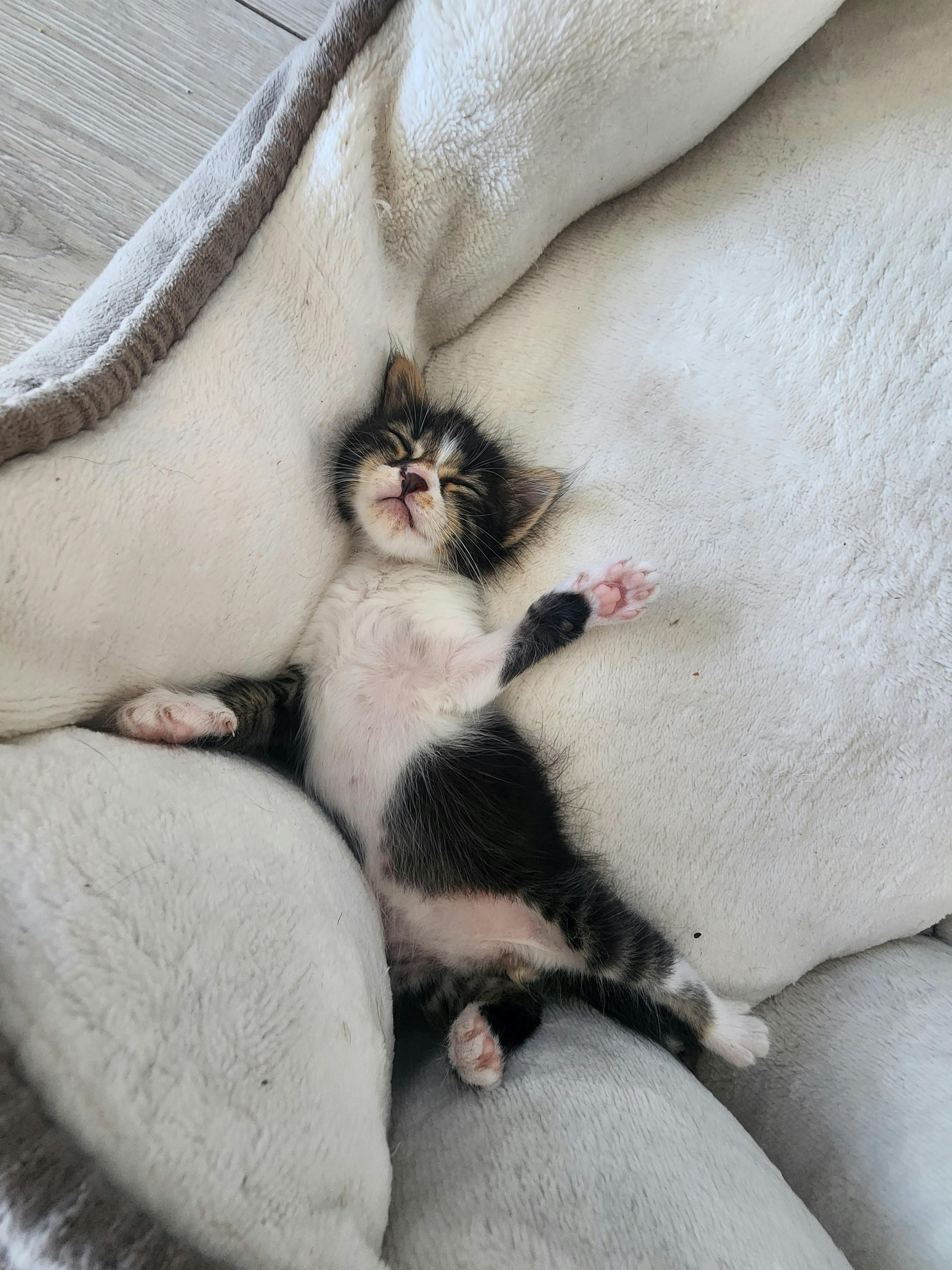 Kitten lying on a soft surface with its paws up
