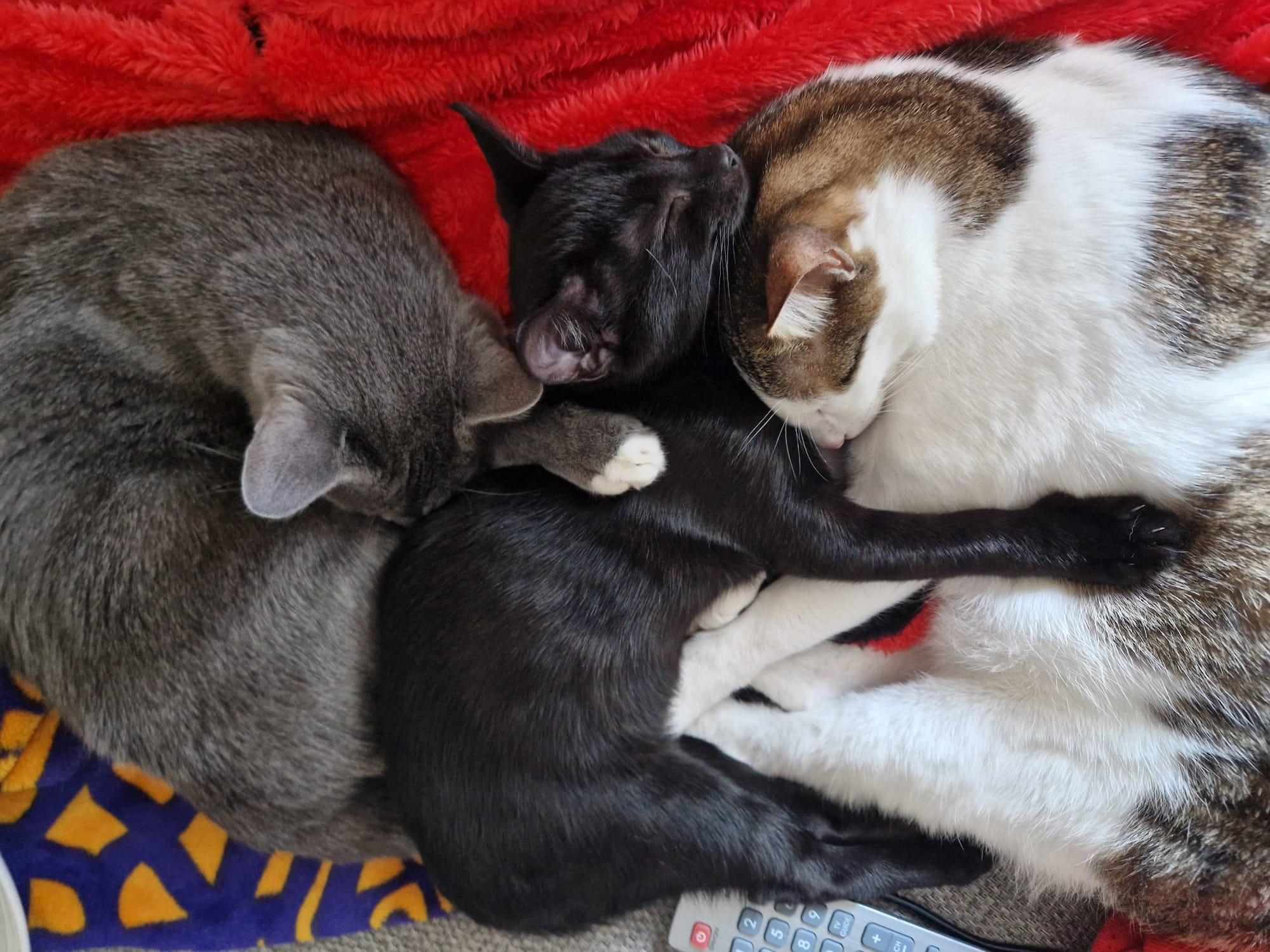 Sleepy cat after Cat Nip In's cat sitting services