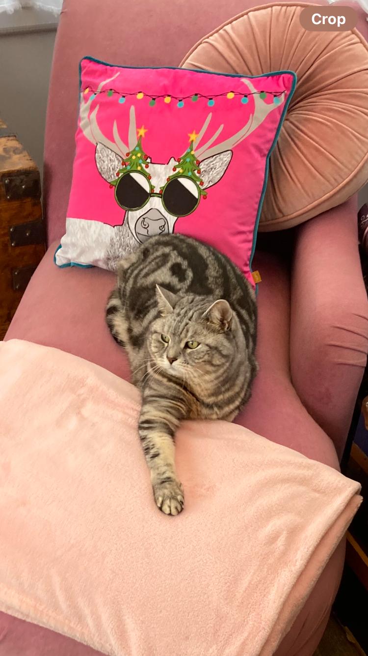 Sleepy cat cared for by Cat Nip In during owner’s holiday