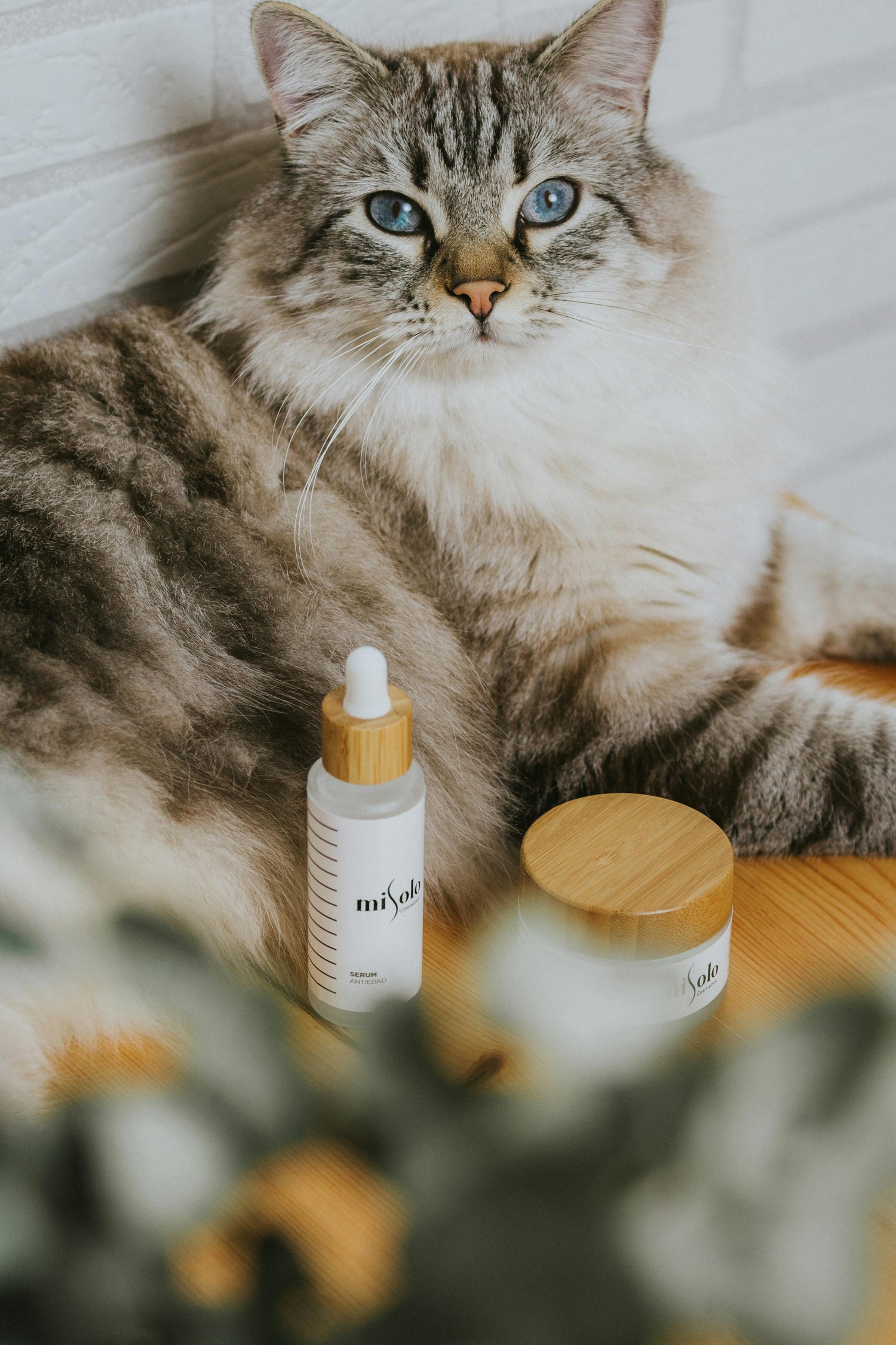 Cat receiving special care and medical support in Brighton by Cat Nip In