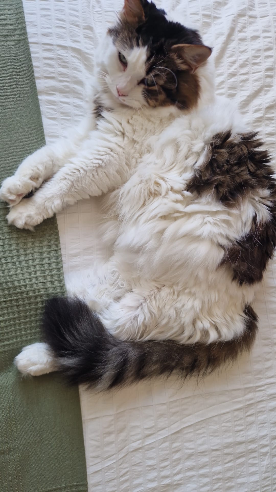 Cat lying on a textured surface brighton and hove cat nip in