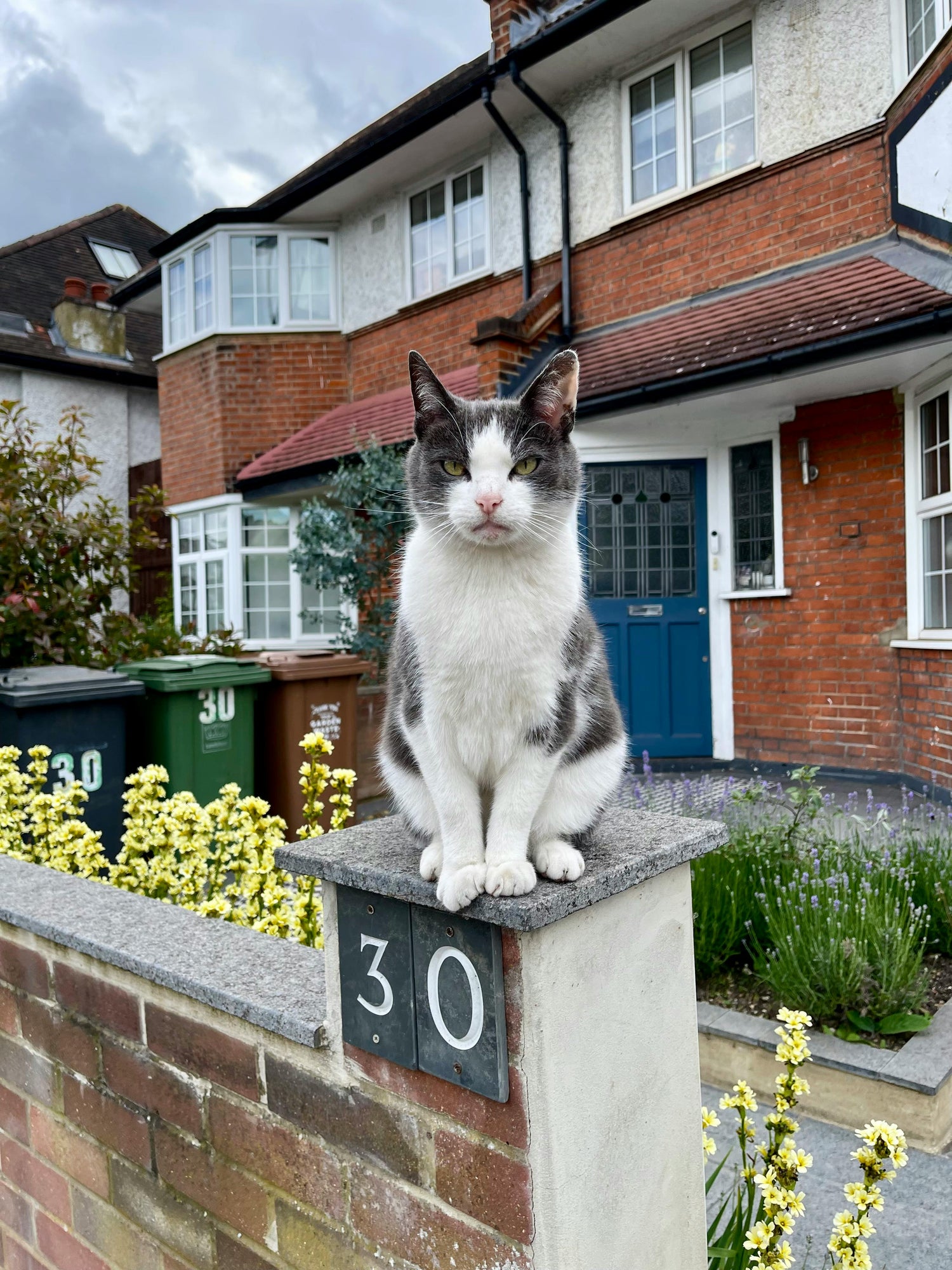 cat-sitting-in-brighton-home-catnipin-hove